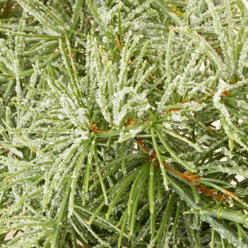 Produkt Dekoracyjna girlanda modrzewiowa do aranżacji nastrojowego wnętrza, 250 cm