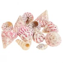 Produkt Dekoracja morska muszle ślimaków dekoracja różowa Trochus Maculatus 1100gr