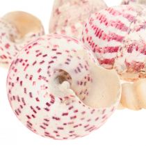 Produkt Dekoracja morska muszle ślimaków dekoracja różowa Trochus Maculatus 1100gr