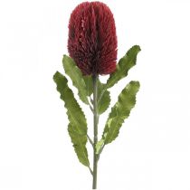 Produkt Kwiat Sztuczny Banksia Czerwony Burgundowy Egzotyczny 64cm