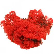 Produkt Mech dekoracyjny mech reniferowy czerwony do rękodzieła 400g