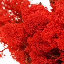 Produkt Mech dekoracyjny mech reniferowy czerwony do rękodzieła 400g