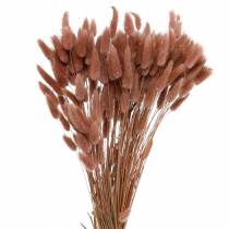 Produkt Sucha florystyka trawa z ogona królika Lagurus czerwonawo-brązowa 100g