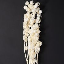 Produkt Miechunka suszona bielona, dekoracja lampionu Nicandra 75-80cm 100g