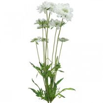 Produkt Sztuczny kwiat świerzbu, biały kwiat ogrodowy, pęczek wys. 64 cm, składający się z 3 sztuk