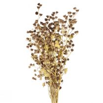 Produkt Suszone kwiaty ozdobne gałązki ozdobne gałązka Stefani 95cm 200g