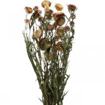 Produkt Kwiat słomy Żółty, czerwony suszony Helichrysum suszony kwiat 50cm 60g