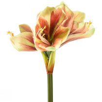 Produkt Sztuczny kwiat amarylisa w kolorze różowym i żółtym - 66 cm - idealny pomysł na prezent i stylową dekorację wnętrz