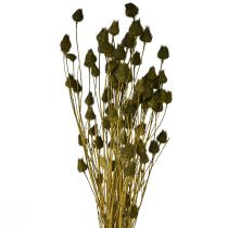 Produkt Oset truskawkowy sucha dekoracja oliwkowa Ø1–2cm D55cm 100g