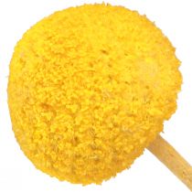 Produkt Podudzia suszone Craspedia żółte 45-55cm 20 szt