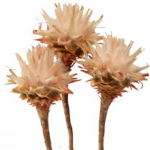 Produkt Leucospermum Plumosum Silver Tree Blossoms Jasny 25 szt