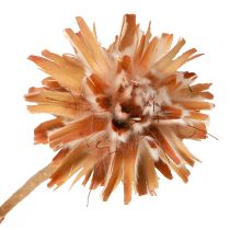 Produkt Leucospermum Plumosum Silver Tree Blossoms Jasny 25 szt