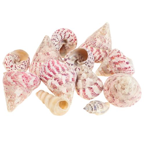 Dekoracja morska muszle ślimaków dekoracja różowa Trochus Maculatus 1100gr