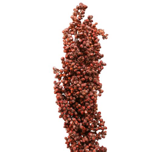 Produkt Suszone Kwiaty Sorgo Jaglane Pomarańczowe Suszone Kwiaty 70cm 3szt