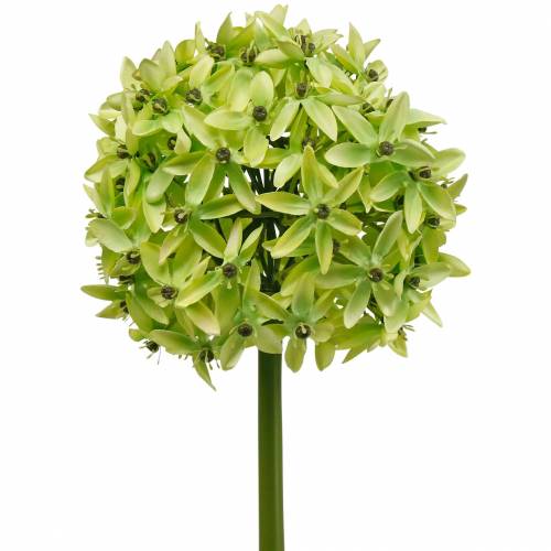 Floristik24 Ozdobny Allium, Kwiat Jedwabny, Sztuczna Kula Por Zielony Ø20cm L72cm