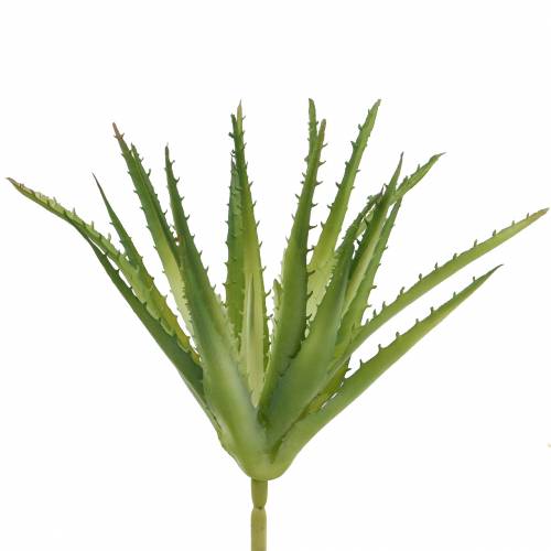 Floristik24 Aloe Vera sztuczny zielony 26cm