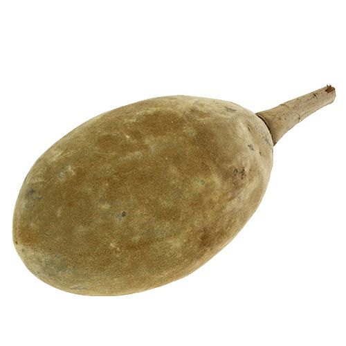 Floristik24 Owoc baobabu natura 15cm - 20cm
