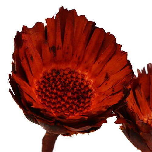 Produkt Rozeta Compacta pomarańczowa 40 szt