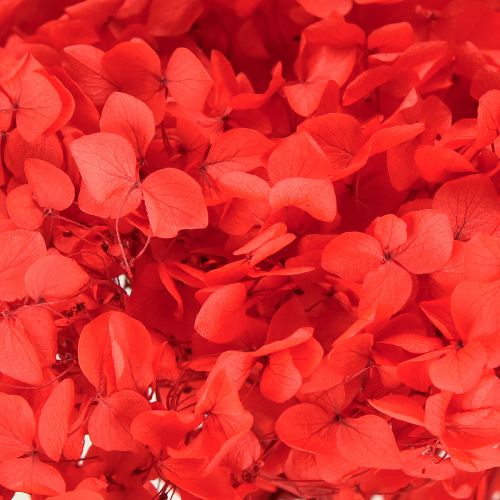 Produkt Hortensja ozdobna: suszony kwiat w formie konserwy do eleganckiej aranżacji wnętrz