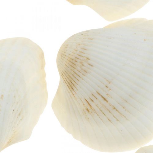 Produkt Deco Shell White Prawdziwe muszle w rafii netto deco morski 400g