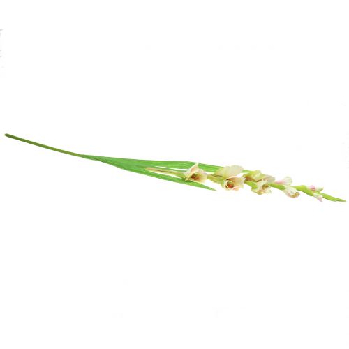 Floristik24 Gladiolus Biały 93cm