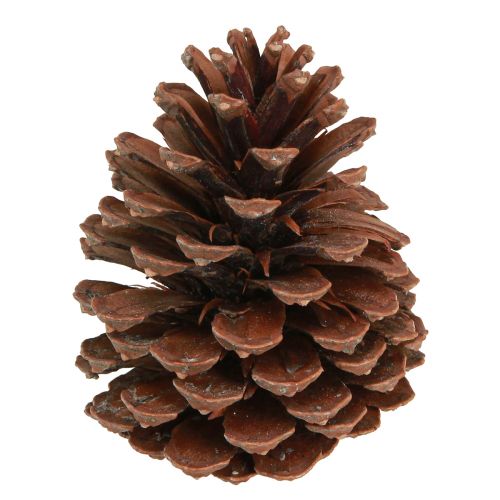 Szyszki Pinus Maritima Dekoracja szyszek sosny morskiej 12-13cm 3 szt