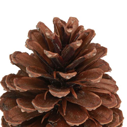 Produkt Szyszki Pinus Maritima Dekoracja szyszek sosny morskiej 12-13cm 3 szt