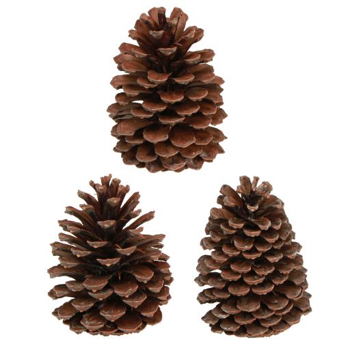 Produkt Szyszki Pinus Maritima Dekoracja szyszek sosny morskiej 12-13cm 3 szt