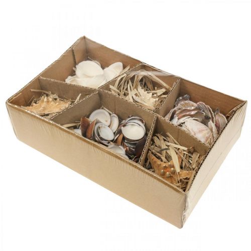 Floristik24 Dekoracje morskie muszle rozgwiazdy rękodzieło posypki materiałowe