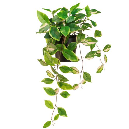 Floristik24 Philodendron Scindapsus z doniczką, łatwa w pielęgnacji - idealna do biura i domu 32cm