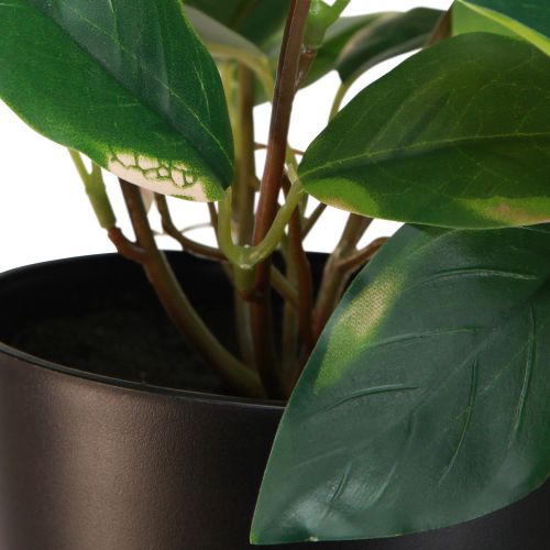 Produkt Philodendron Scindapsus z doniczką, łatwa w pielęgnacji - idealna do biura i domu 32cm