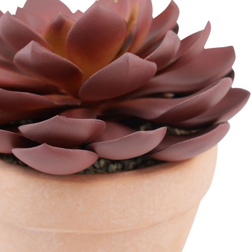 Produkt Sukulent w doniczce Echeveria sztuczna czerwona Ø15cm