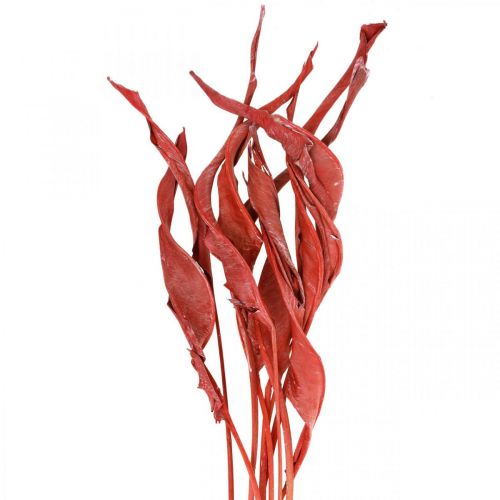 Liście Strelicji czerwone matowe suche florystyka 45-80cm 10szt