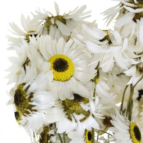 Produkt Acroclinium White, rośliny suche, kwiaty słomiane, florystyka sucha L20–40cm 25g