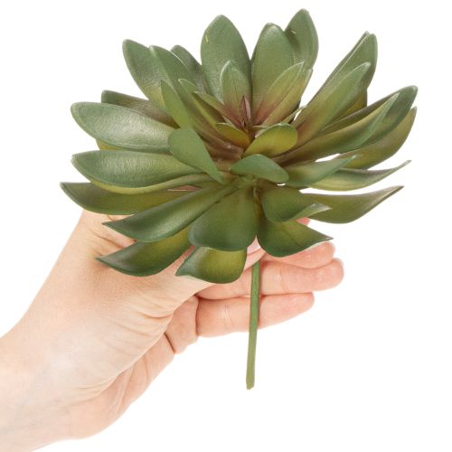 Produkt Sztuczny sukulent jako roślina ozdobna, zielony, 18cm, 3 sztuki