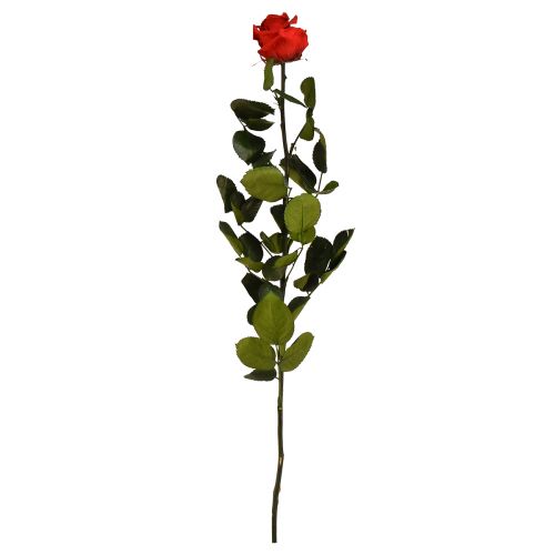 Róża Nieskończoności z Zachowanymi Liśćmi Amorosa Czerwona L54cm