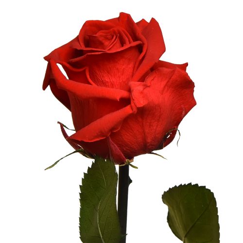Produkt Róża Nieskończoności z Zachowanymi Liśćmi Amorosa Czerwona L54cm