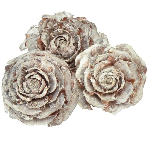 Szyszki cedrowe cięte jak róża róża cedrowa 4-6cm białe/naturalne 50 sztuk