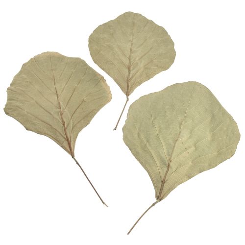 Liście kobry suszone zielone naturalne 15cm–17cm 50szt