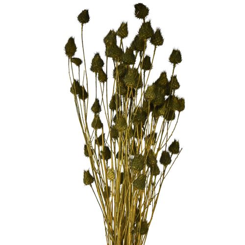 Oset truskawkowy sucha dekoracja oliwkowa Ø1–2cm D55cm 100g