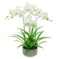 Floristik24 Sztuczne storczyki sztuczne kwiaty w doniczce białej 60cm