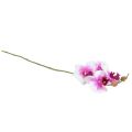 Floristik24 Orchidea Sztuczny Phalaenopsis 4 Kwiaty Biały Różowy 72cm