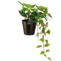 Floristik24 Philodendron Scindapsus z doniczką, łatwa w pielęgnacji - idealna do biura i domu 32cm