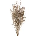Floristik24 Plaża Liliowy Limonium Suszone Kwiaty Fioletowe 70cm 50g