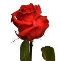 Floristik24 Róża Nieskończoności z Zachowanymi Liśćmi Amorosa Czerwona L54cm