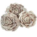 Floristik24 Szyszki cedrowe cięte jak róża róża cedrowa 4-6cm białe/naturalne 50 sztuk
