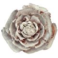 Floristik24 Szyszki cedrowe cięte jak róża róża cedrowa 4-6cm białe/naturalne 50 sztuk